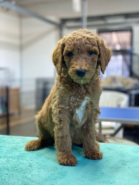 Caniche Standard Gigante vermelho apricot
