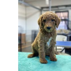 Caniche Miniatura E Gigante Caniche Gigante vermelho pronto entrega Bragana Castelaos