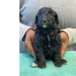 Caniche Miniatura E Gigante Caniche Mdio Bragana Castelaos