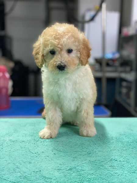 Caniche pronto entrega