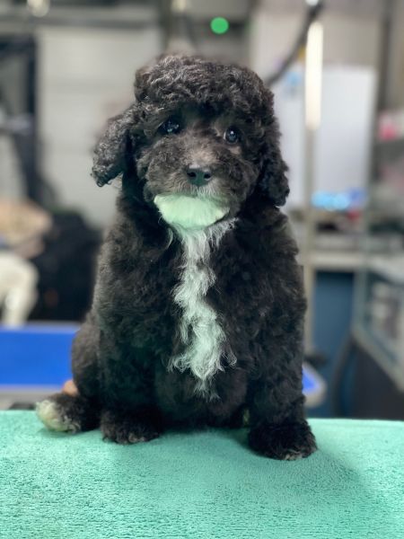 Caniche pronto entrega