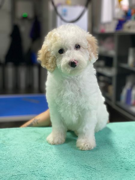Caniche pronto entrega