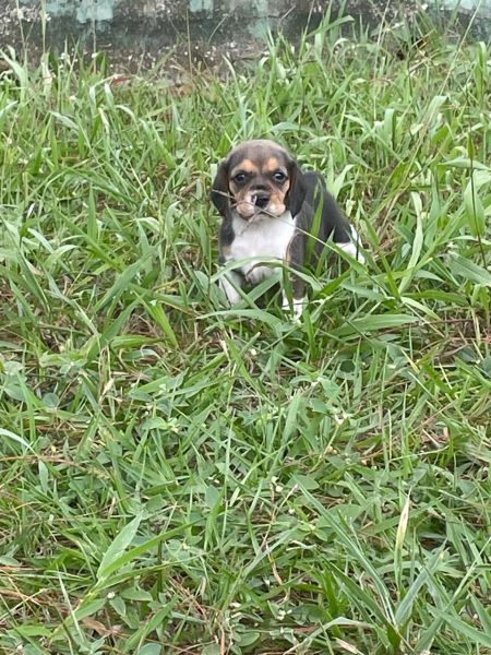 DEIXE NOSSOS BEAGLES ILUMINAREM A SUA VIDA MINI BEAGLES CRIADOS COM AMOR E CARINHO POR M�DICA VET