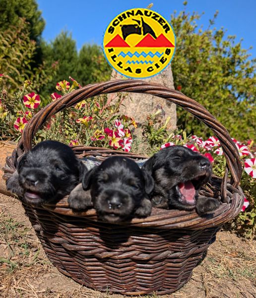 SCHNAUZER MINIATURA PRETO E PRATA