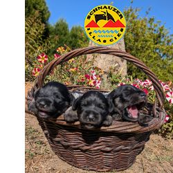Schnauzer Miniatura SCHNAUZER MINIATURA PRETO E PRATA Viana do Castelo Monao  Portugal)
