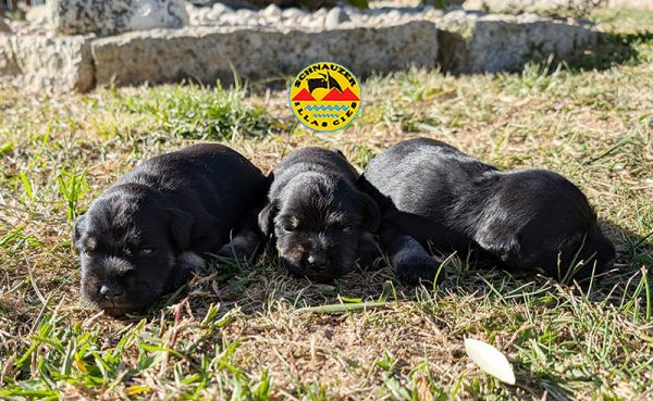 SCHNAUZER MINIATURA PRETO E PRATA