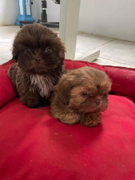 AQUI O SEU SHIH TZ� TEM QUALIDADE VETERIN�RIA DE CRIA��O C�ES LINDOS E MUITO SAUD�VEIS