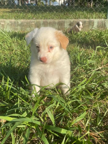 SEU FILH�O MERECE UM BORDER COLLIE CRIADO POR M�DICA VET C�ES LINDOS E COM GARANTIA