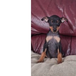 Pinscher Miniatura Pinsher Miniatura vora Alcovas