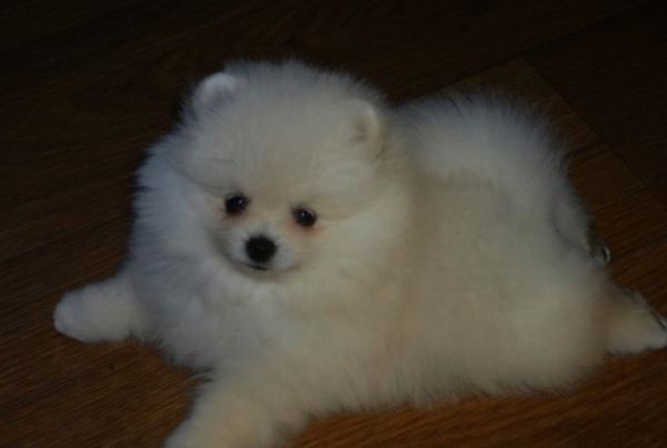 Spitz Alemo Ano Pomernia