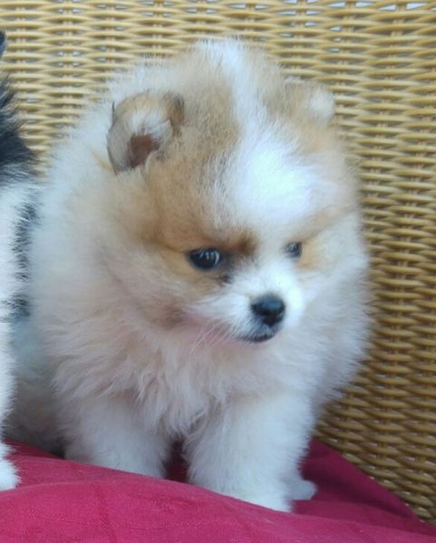 Spitz Alemo Ano Pomernia