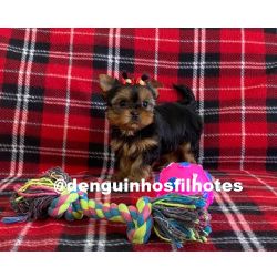 Yorkshire Terrier Filhote de Yorkshire Fmea Totalmente Imunizada