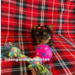 Yorkshire Terrier Yorkshire Terrier Fmea com todas as vacinas