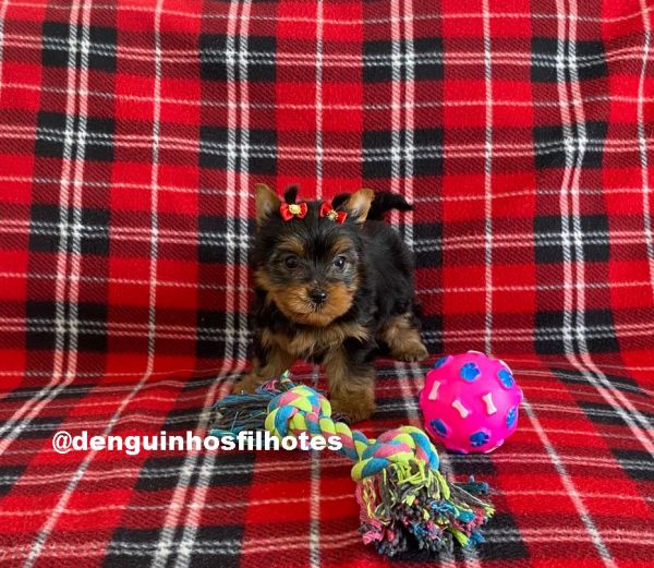 Yorkshire Terrier em So Caetano com Todas as Vacinas