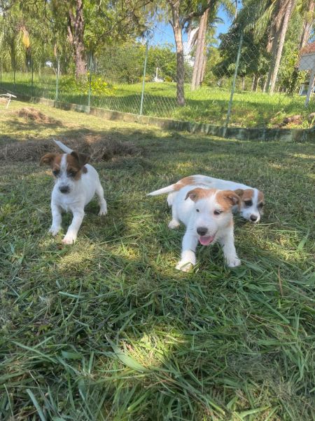 VENHA BUSCAR SEU JACK COM A GENTE AQUI ELE � CRIADO POR M�DICA VETERIN�RIA