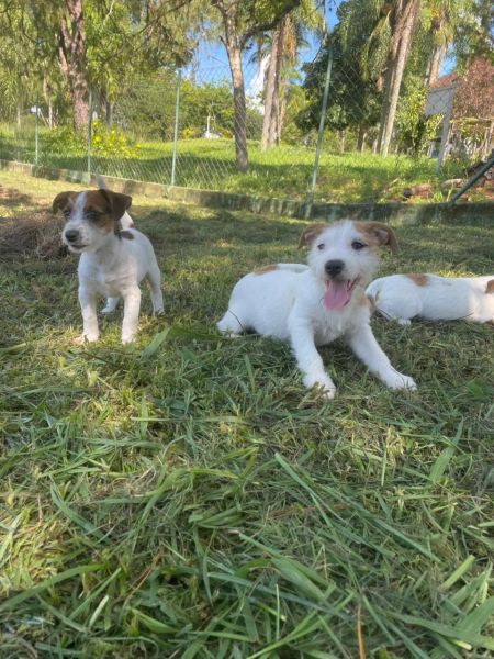 VENHA BUSCAR SEU JACK COM A GENTE AQUI ELE � CRIADO POR M�DICA VETERIN�RIA