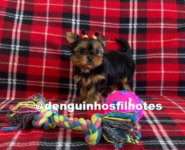 Filhote de Yorkshire Fmea em SP com todas as vacinas