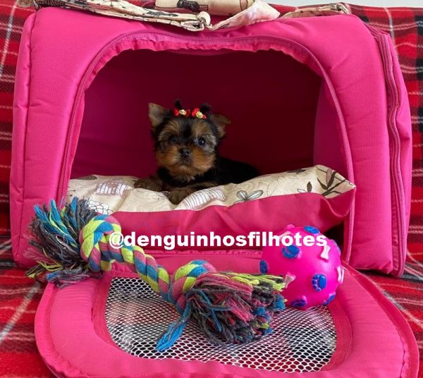 Filhote de Yorkshire Terrier Fmea Imunizada