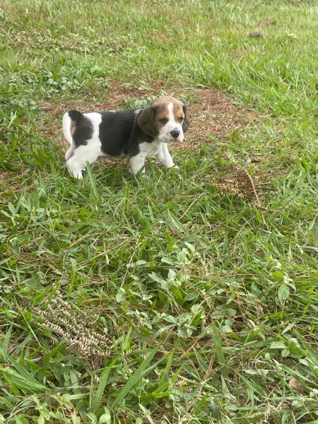 VENHA BUSCAR O SEU MINI BEAGLE COM A GENTE AQUI ELE � CRIADO POR M�DICA VETERIN�RIA
