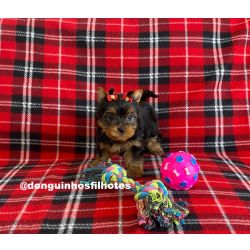 Yorkshire Terrier Yorkshire Fmea TOTALMENTE IMUNE