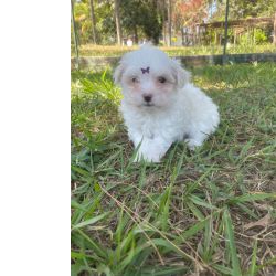 Malts VENHA BUSCAR O SEU MALTS COM A GENTE AQUI ELE  CRIADO POR MDICA VETERINRIA So Paulo So Paulo