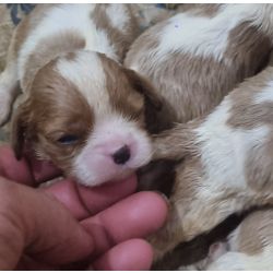 Cavalier King Charles Cavalier king charles spaniel filhotes Rio de Janeiro RJ