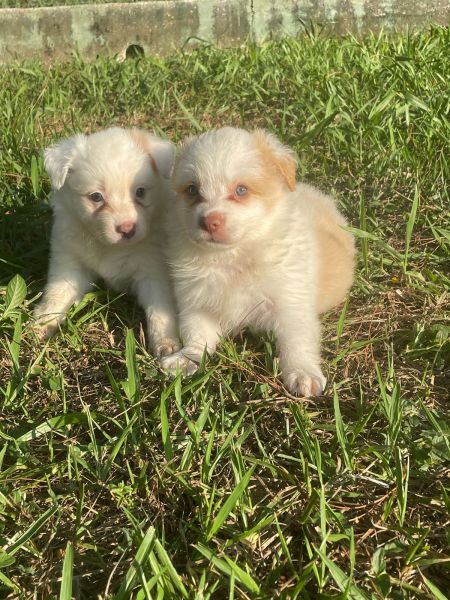 N�O COMPRE BORDER SEM ANTES FALAR COM A GENTE C�ES LINDOS CRIADOS POR M�DICA VETERIN�RIA