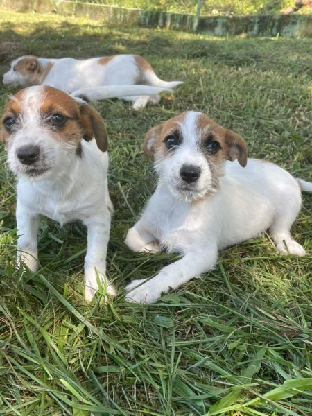 QUEM PROCURA JACK POR A� FECHA NEG�CIO AQUI C�ES LINDOS CRIADOS POR M�DICA VET