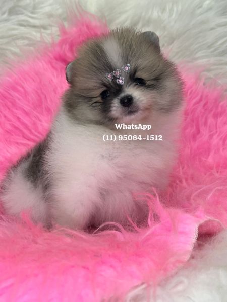 Lulu da Pomerania