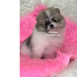 Spitz Alemo Lulu da Pomerania So Paulo Osasco