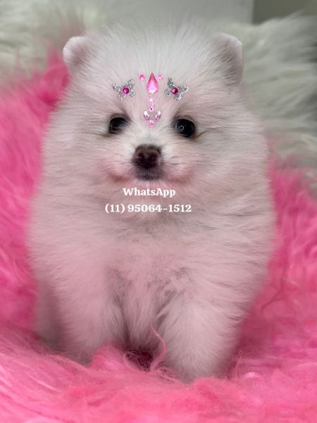 Lulu da Pomerania