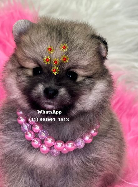 Lulu da Pomerania
