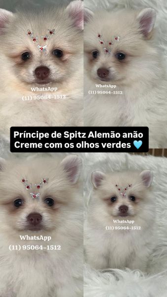 Lulu da Pomerania