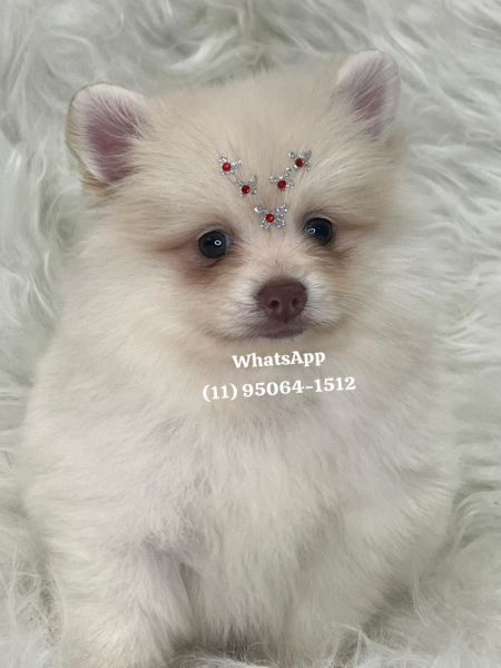 Lulu da Pomerania