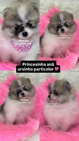 Lulu da Pomerania