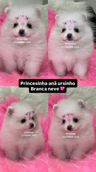 Lulu da Pomerania