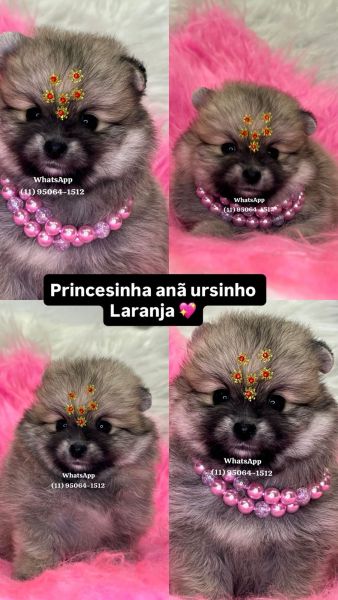 Lulu da Pomerania