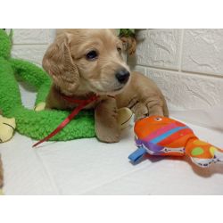 Dachshund DACHSHUND TECKEL PELO LONGO MINIATURA CREME Paran So Jos Dos Pinhais