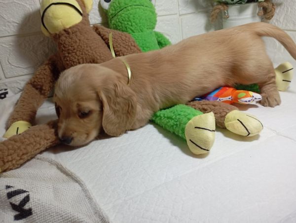 DACHSHUND TECKEL PELO LONGO MINIATURA CREME