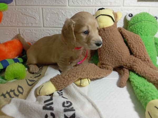 DACHSHUND TECKEL PELO LONGO MINIATURA CREME