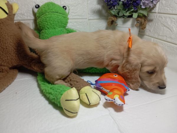 DACHSHUND TECKEL PELO LONGO MINIATURA CREME