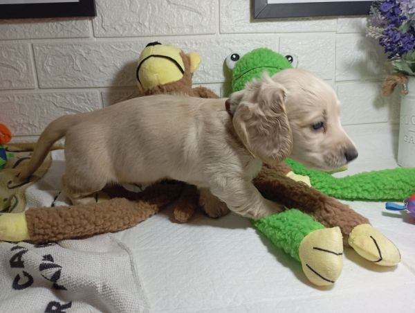 DACHSHUND TECKEL PELO LONGO MINIATURA CREME