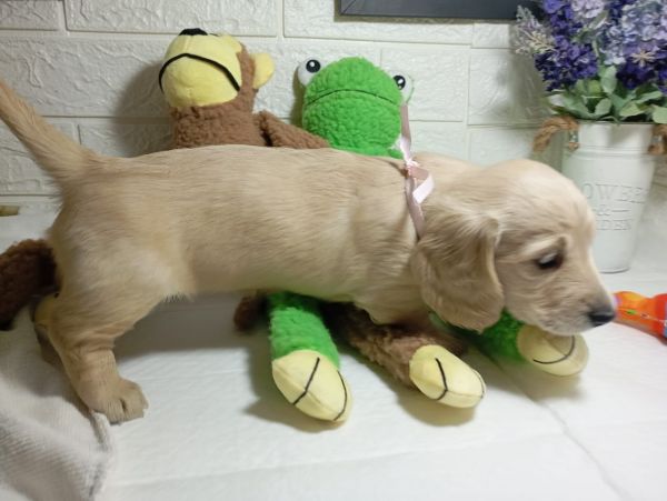 DACHSHUND TECKEL PELO LONGO MINIATURA CREME