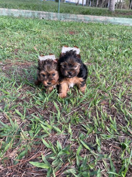 NOSSOS FILHOTES DE YORKSHIRE S�O CRIADOS POR M�DICA VETERIN�RIA POR ISSO S�O MUITO LINDOS