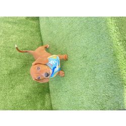 Dachshund SALSICHA MACHO CARAMELO