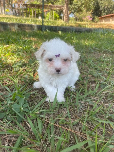 DEIXE NOSSOS MALTESES FAZEREM PARTE DA SUA FAM�LIA C�ES LINDOS E CRIADOS POR M�DICA VETERIN�RIA