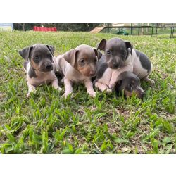 Fox Paulistinha NOSSOS FOX PAULISTINHAS SÃO MUITO LINDOS E CRIADOS POR MÉDICA VETERINÁRIA São Paulo São Paulo Fox Paulistinha NOSSOS FOX PAULISTINHAS SÃO MUITO LINDOS E CRIADOS POR MÉDICA VETERINÁRIA São Paulo São Paulo