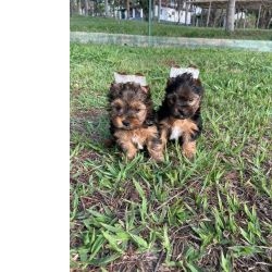 Yorkshire Terrier YORKSHIRES PARA AMAR E SER AMADO CES MUITO LINDOS CRIADOS POR MDICA VET So Paulo So Paulo