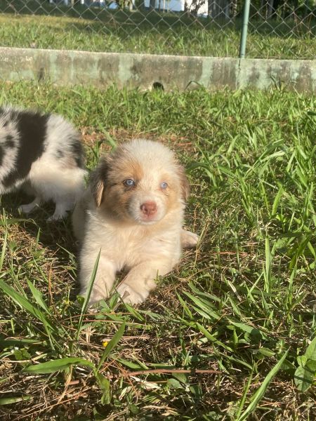 BORDERS MERLE VOC� ENCONTRA AQUI C�ES LINDOS E CRIADOS POR M�DICA VET