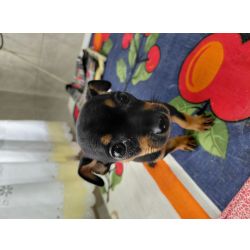 Pinscher Miniatura Pinsher menina Setbal Setubal